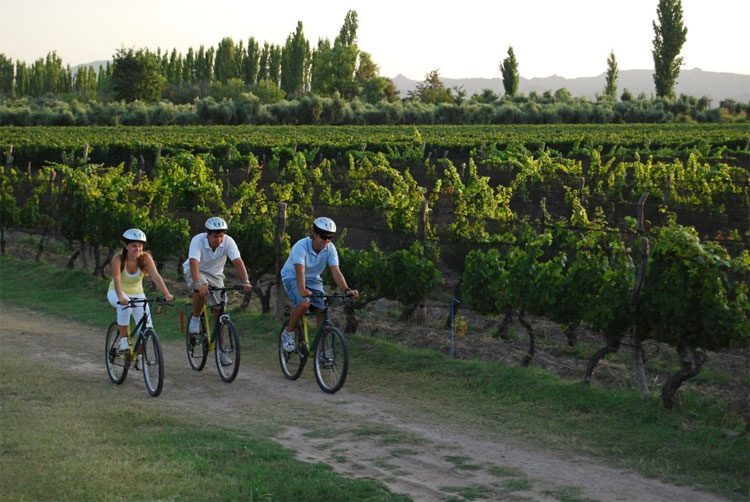 riding bikes in mendoza wine country