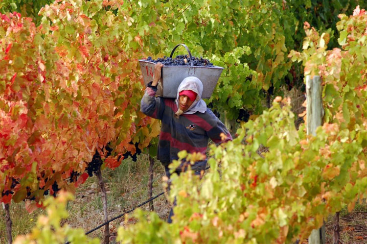 vineyards in mendoza