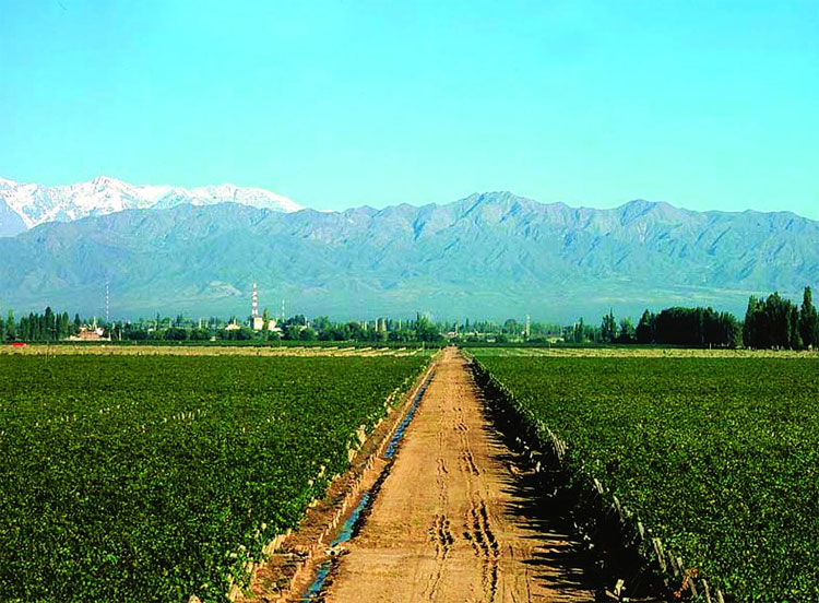 Familia Zuccardi estate in maipu